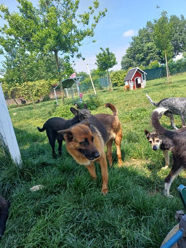 Noemi, pastore tedesco disabile; adozione del cuore Foto 7